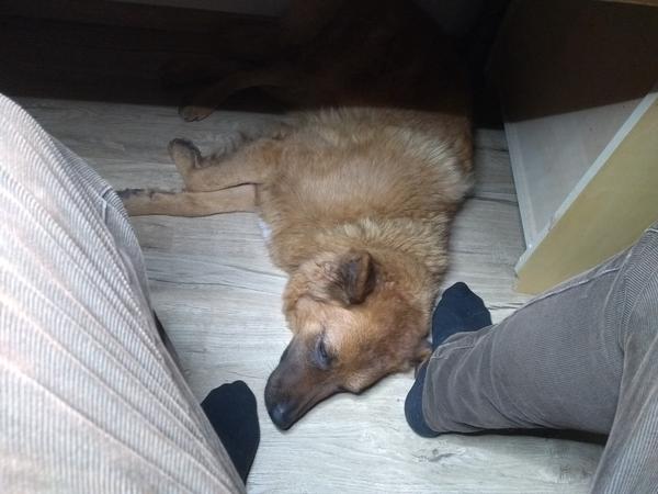 A dog lying under the workshop table, between my feet.