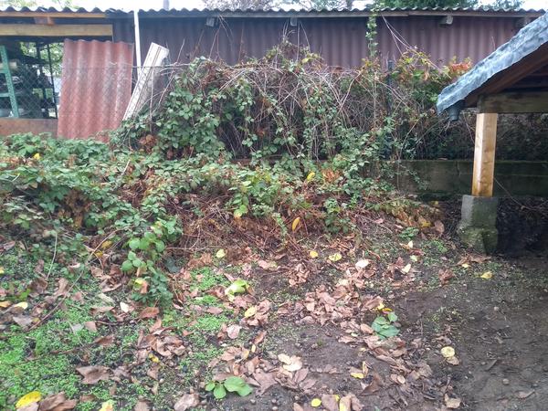 A real mess of thorny bushes growing on a small slope.